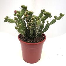 Pad unrooted cuttings for sale  LEIGH