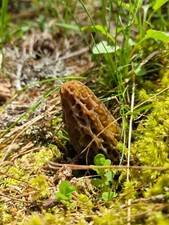 Morilles sauvages séchées d'occasion  Lagnieu