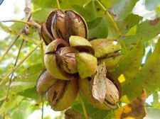 Semi pecan carya usato  Trappeto