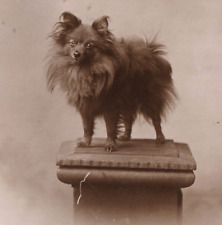 Antique real photo for sale  BARNET