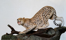 Beswick connoisseur cheetah for sale  NEWCASTLE
