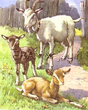 Goat baby kid for sale  Lake Villa