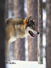 Wolf postkarte 26 gebraucht kaufen  Deutschland