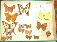 Entomologie boîtes curiosité d'occasion  Pau