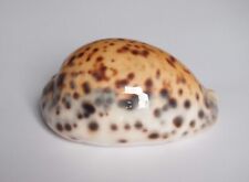 Cypraea tigris d'occasion  Gazeran