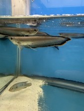 Black arowana live for sale  Charlotte