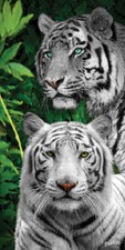 White tiger jungle for sale  Myrtle Beach