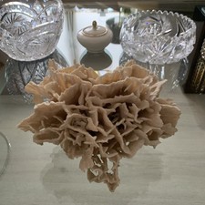 Echte weiße meeres gebraucht kaufen  Duisburg