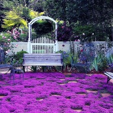 20000 magic purple for sale  Sugar Land