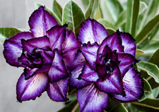 Purple adenium obesum for sale  MANCHESTER