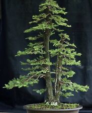 Sequoia coast red for sale  San Diego