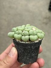 Conophytum truncatum lebender gebraucht kaufen  Krefeld