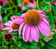 500 echinacea purple for sale  Greenville