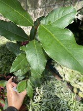 Bay leave herb for sale  Delta