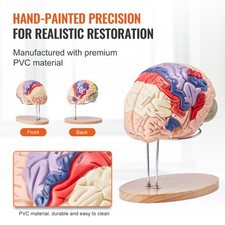 Life size human for sale  UK