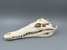 Krokodilschädel crocodylus ni gebraucht kaufen  Hamburg