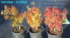 Dwarf japanese green for sale  Lakewood