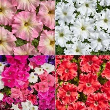 Petunia seeds huge for sale  SALISBURY