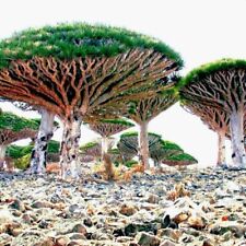 Dragon blood tree for sale  Lincolnton
