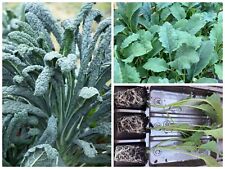 Black kale vegetable for sale  CHESTER