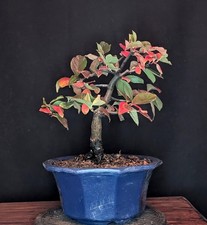 Bonsai cotogna cinese usato Bonsai cotogna cinese usato  Spedire a Italy