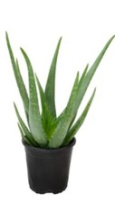 Live rooted aloe for sale  Biloxi