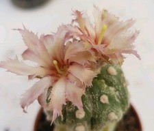 Astrophytum asterias fringed usato  Lecce