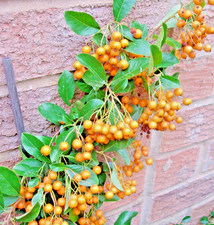 Pyracantha yellow gold for sale Pyracantha yellow gold for sale  SPALDING