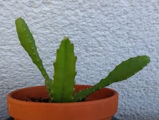 Schöner großer epiphyllum gebraucht kaufen  Mutterstadt