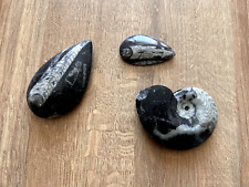 Shaped polished orthoceras for sale  GOSPORT