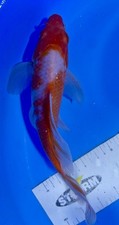 Inch butterfly kahaku for sale  Findlay