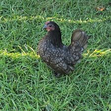 Serama bantam hatching for sale  Patterson