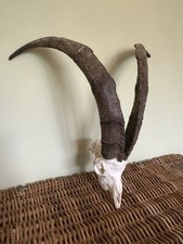Feral wild goat for sale  COLWYN BAY
