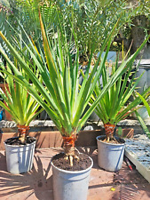 Dracaena draco albero usato  Imperia