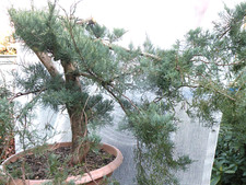 Bonsai utdoor wacholder gebraucht kaufen  Neustadt a.d.Donau
