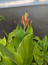 Canna stuttgart plant for sale  SANDY
