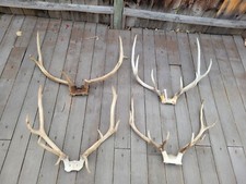 Lot elk rack for sale  Baker City