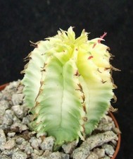 Euphorbia ferox variegated for sale  EASTBOURNE