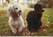 Animals dogs poodle d'occasion  Expédié en Belgium