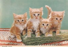 Friendly group kittens for sale  BRISTOL