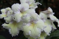 Streptocarpus lemon splash for sale  MAIDENHEAD