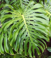 Monstera deliciosa pianta usato  Napoli