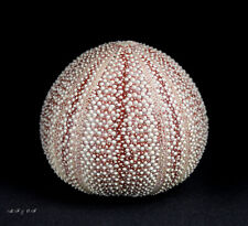Seeigel sea urchin gebraucht kaufen  Mönchengladbach