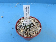 Mammillaria theresae gcg12504 for sale  HALESOWEN