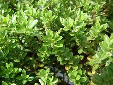 Hebe rakaiensis rakai for sale  STOKE-ON-TRENT