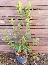 METROSIDEROS x MISTRAL, plant de 50cm!! Arbre de Noël de Nouvelle Zélande!! na sprzedaż  Wysyłka do Poland