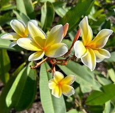 Plumeria exotic unrooted for sale  Loxahatchee