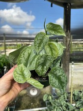 Silver satin pothos for sale  Homestead