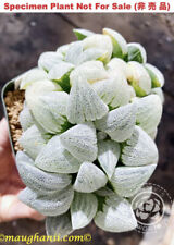 Succulent haworthia pygmaea for sale  USA