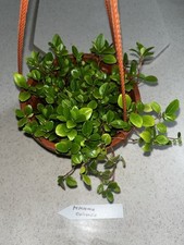 Peperomia cubensis 6.75 for sale  Eustis